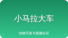 小马拉大车